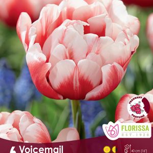 Tulip Voicemail (6bulbs/pkg)