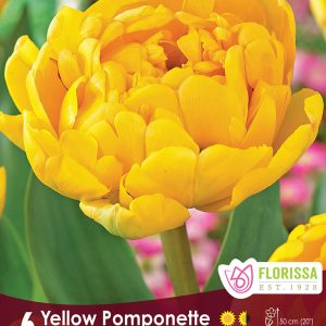 Tulip Yellow Pomponette (6bulbs/pkg)