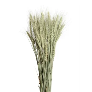 Dried Accent - Bearded Tarwe - Natural - Canadian Grown