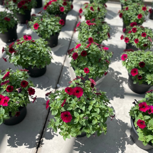 10" Fall Petunia Planter