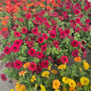 Fall Coloured Petunias product image