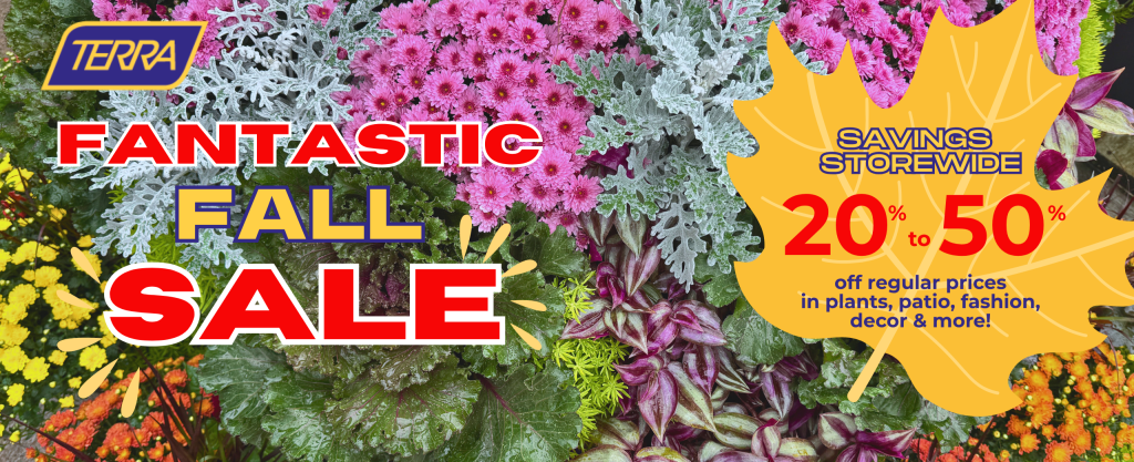 Colourful seasonal plants in a fall planter