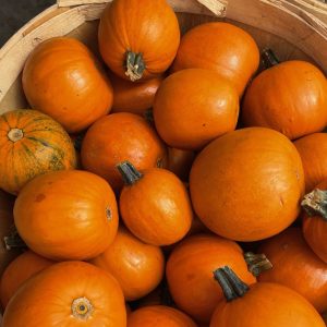 Mini Jack Orange Pumpkins product image
