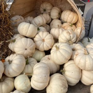 Mini White Pumpkins product image