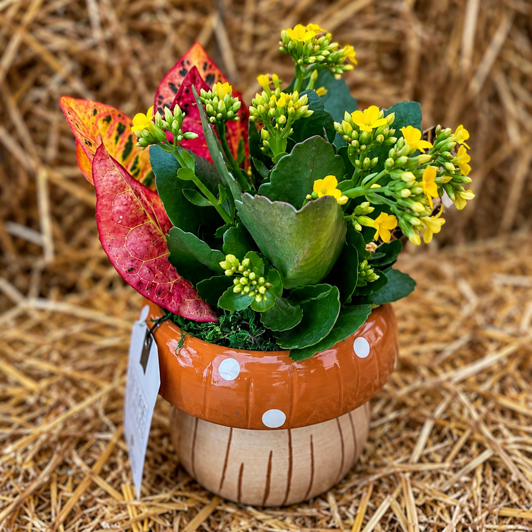 Mushroom Garden product image