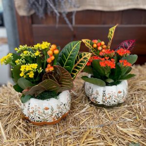 Nutmeg Pumpkin Garden product image