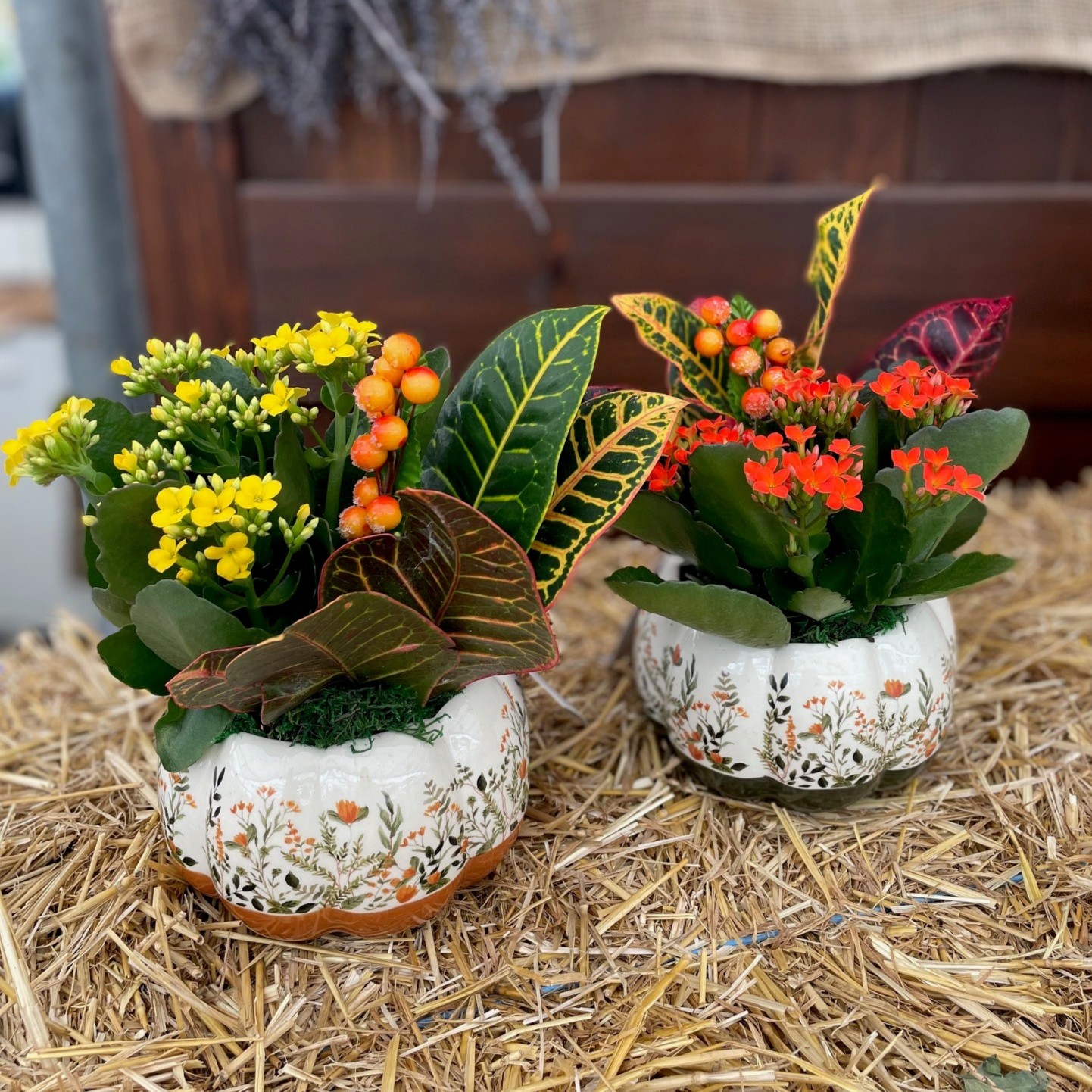 Nutmeg Pumpkin Garden product image