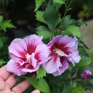 Rose of Sharon Pillar collection 5gal by Proven Winners