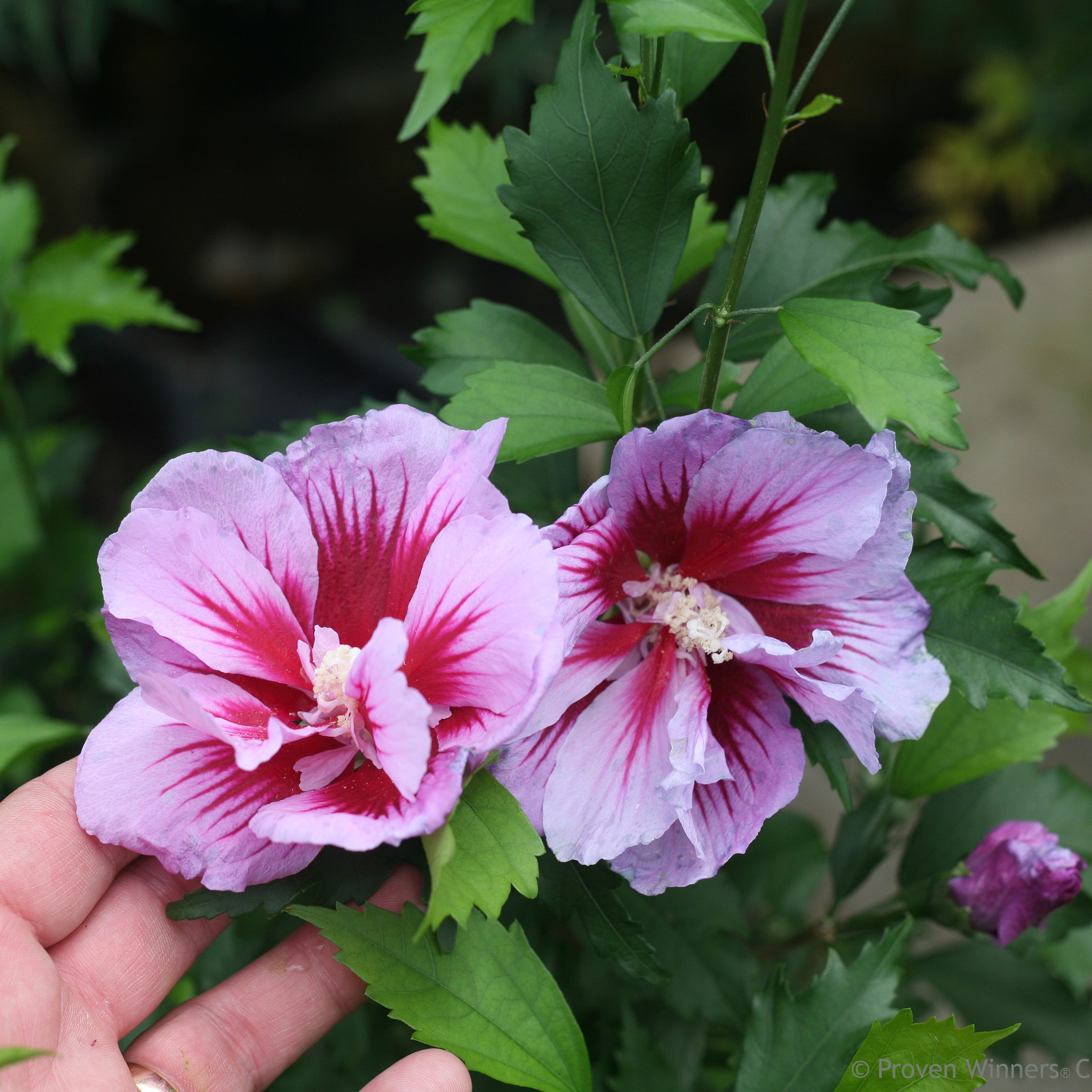 Rose of Sharon Pillar collection 5gal by Proven Winners