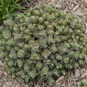 Sedum Sunsparkler Lime Zinger 1gal