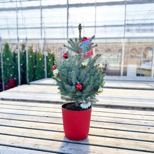 Porch Tree - Baby Blue Spruce with lights red pot 3gal
