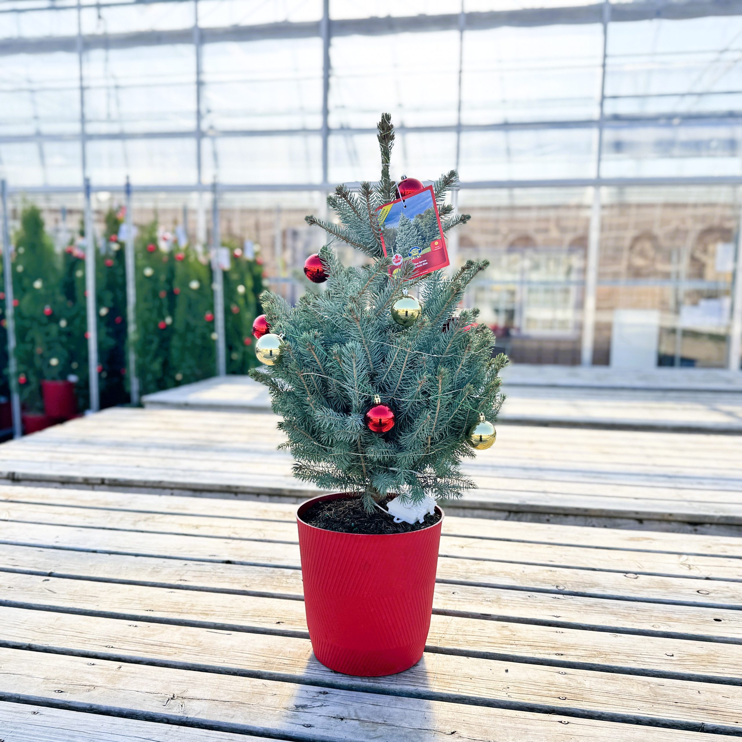 Porch Tree - Baby Blue Spruce with lights red pot 3gal