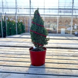Porch Tree - Dwarf Alberta Spruce with lights red pot 3gal