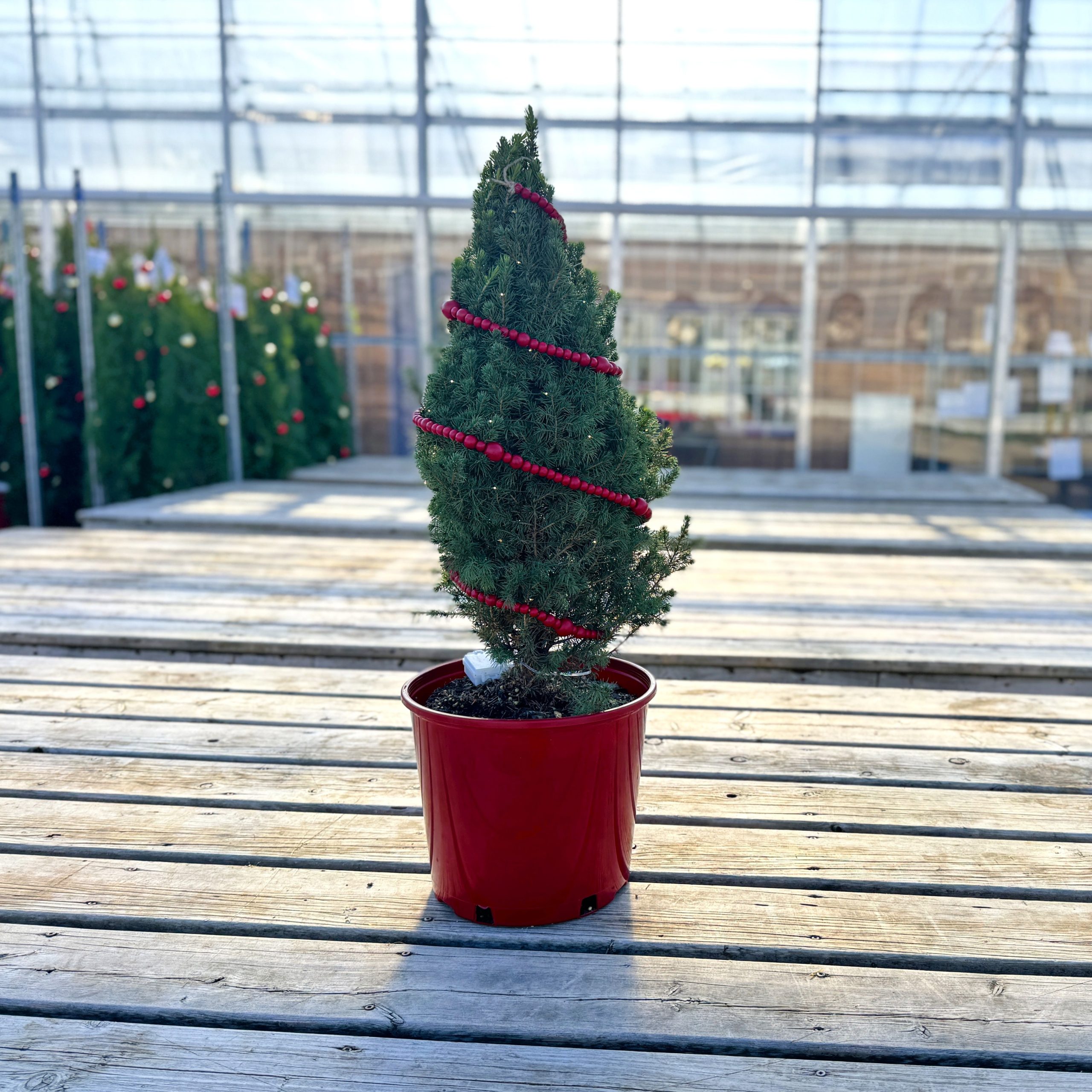 Porch Tree - Dwarf Alberta Spruce with lights red pot 3gal