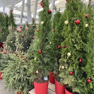Porch Tree - Emerald Cedar with lights red pot - 2 sizes
