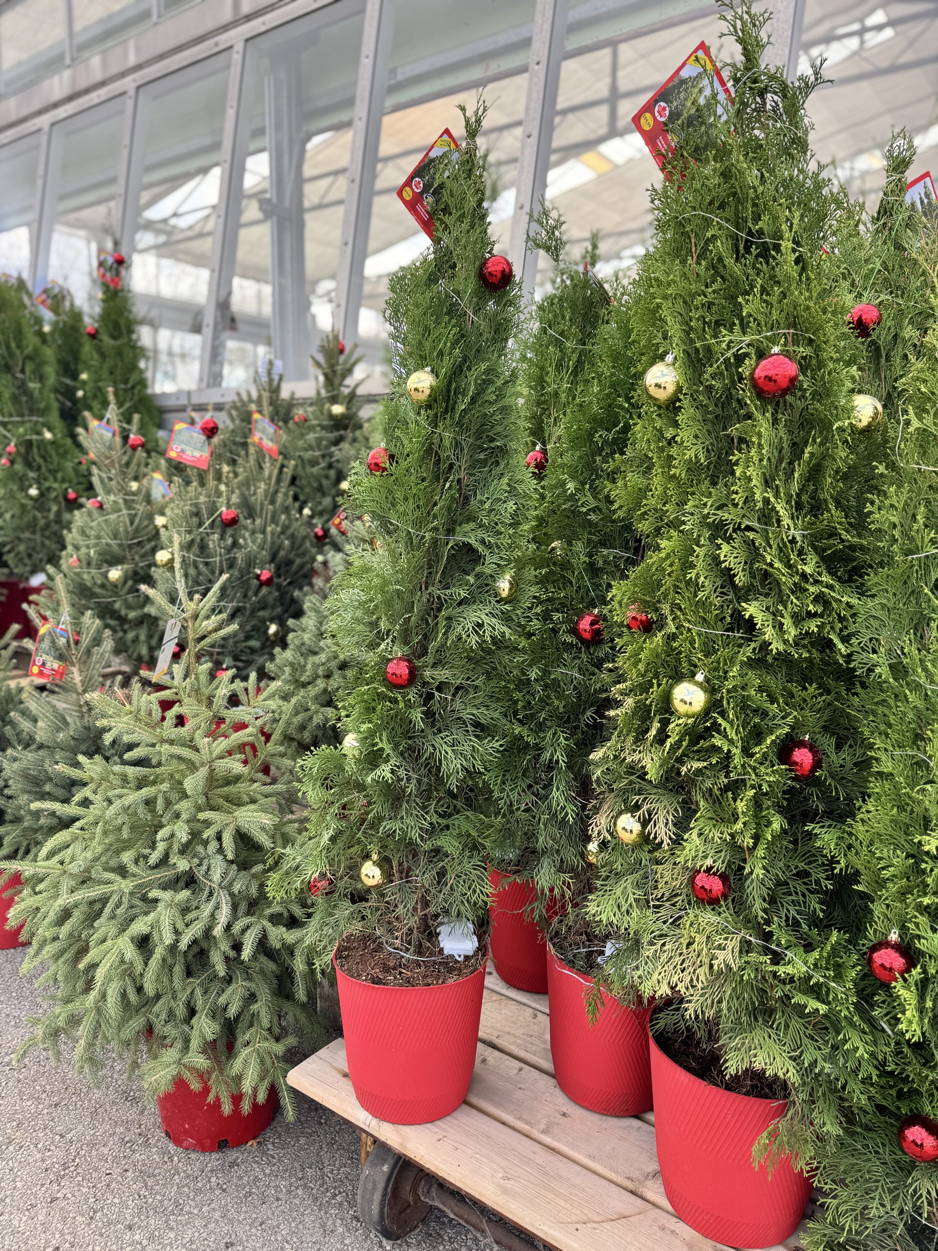 Porch Tree - Emerald Cedar with lights red pot - 2 sizes