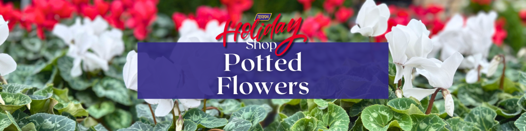 seasonal indoor potted flowers at TERRA