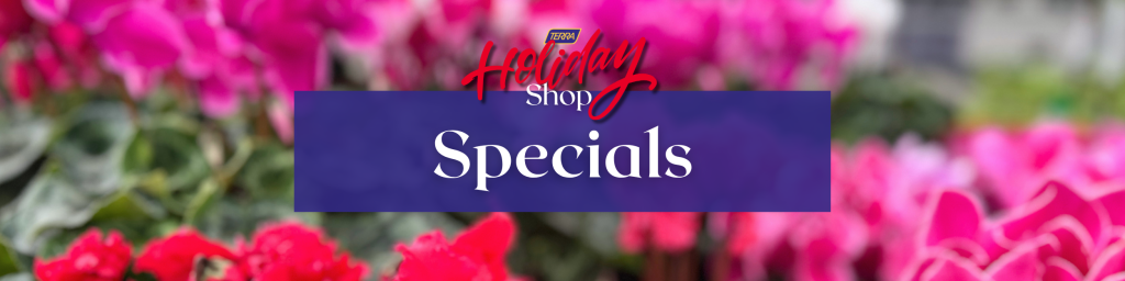 Specials at TERRA