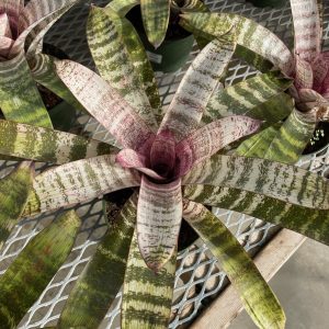 Kiwi Bromeliad product image