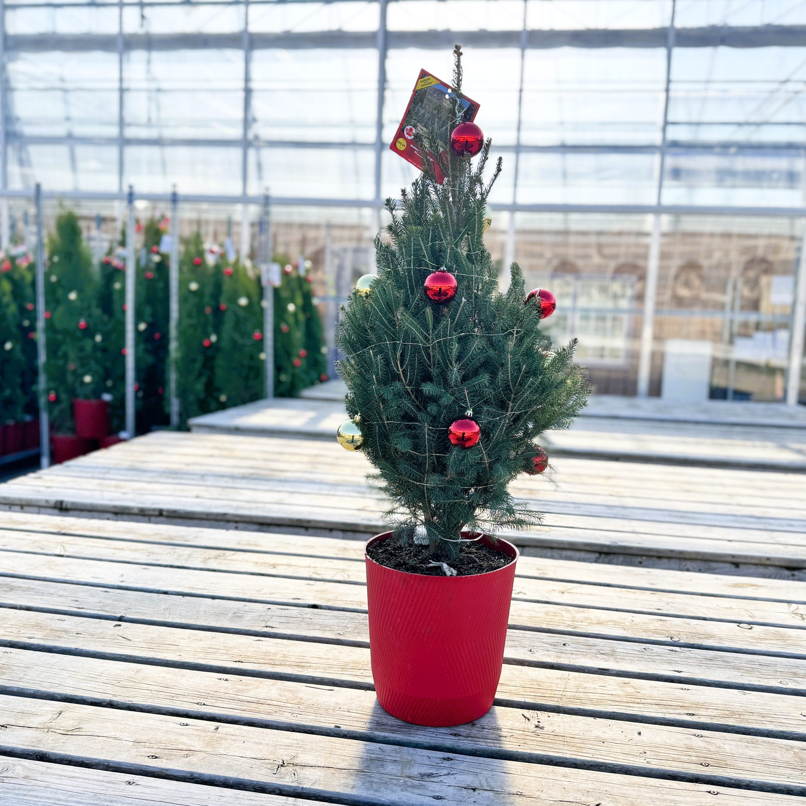 Porch Tree - Montrose Charm Spruce with lights red pot 3gal