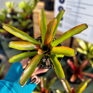 Neo Fireball Bromeliad product image