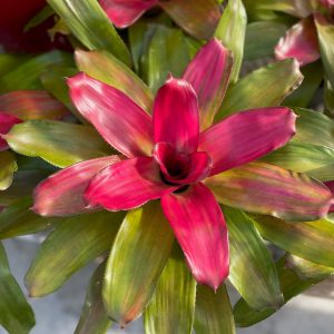 Neo Green Apple Bromeliad product image