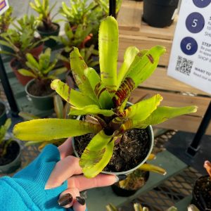 Neo Guacamole Bromeliad product image