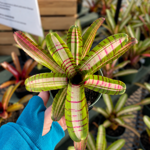 Neo Palmaris Bromeliad product image