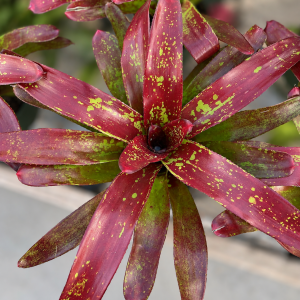 Neo Paprika Bromeliad product image