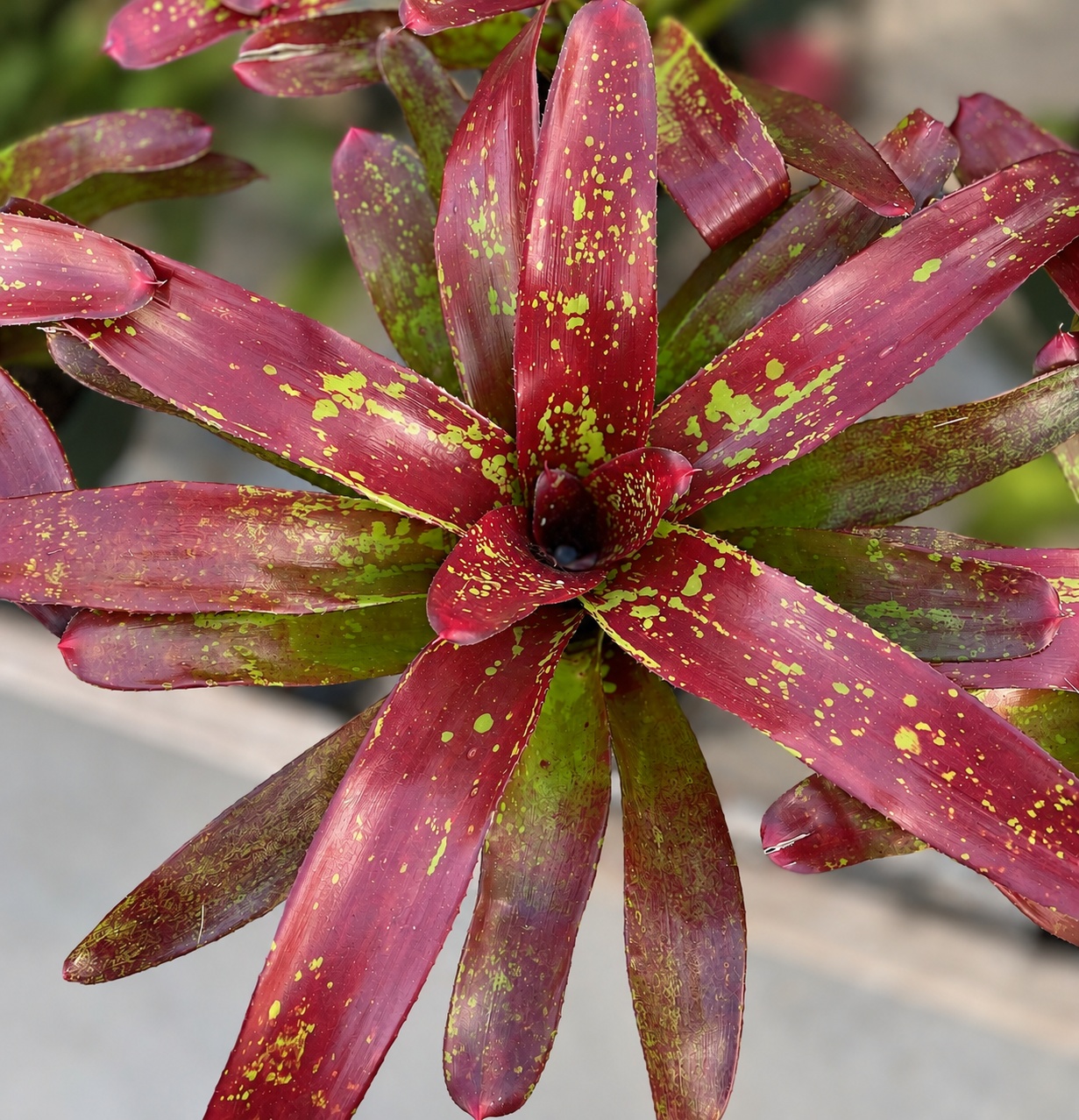 Neo Paprika Bromeliad product image