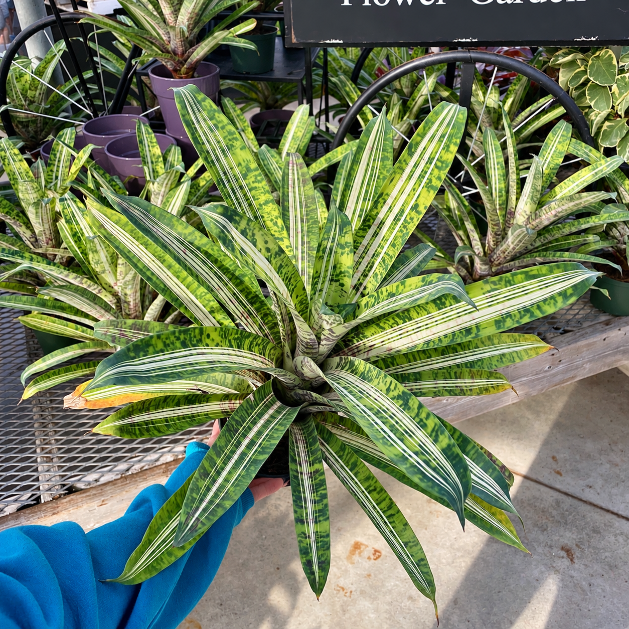 Ocean Mist Bromeliad product image