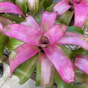 Neo Sexy Pink Bromeliad product image