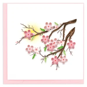 Cherry Blossoms
